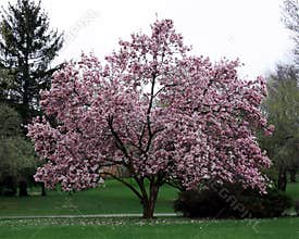 Magnolia tree