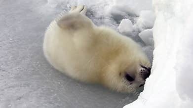 Cute Newborn Seal Pup On Ice Looking at the camera
