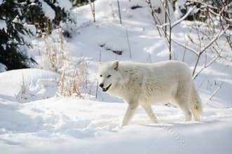 Arctic Wolf