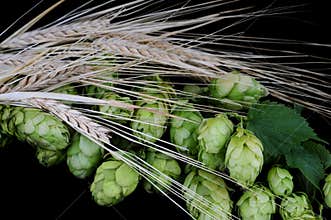 Hops and barley