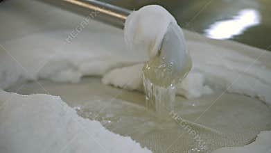 The addition of the starter during cheese production