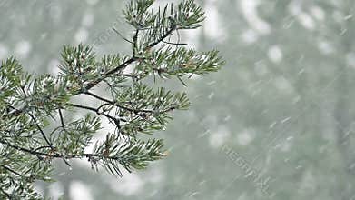 Snow falling on pine branch