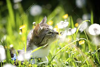 Cat in Garden
