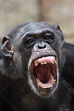 Chimpanzee