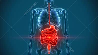 Colon stomach organs