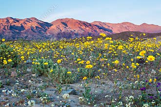 Desert Wildflowers
