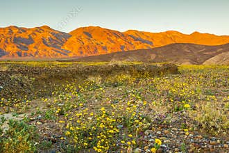 Death Valley Wildflowers