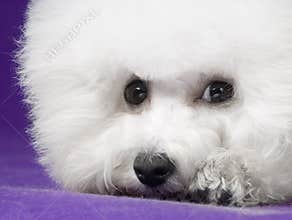 Bichon Frise