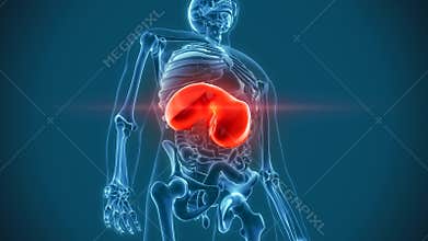 Internal organs pain diaphragm