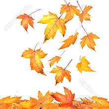Maple leaves falling on white
