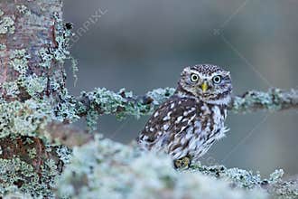 Little Owl, Athene noctua, in the autumn larch forest in central Europe, portrait of small bird in the nature habitat, Czech Repub