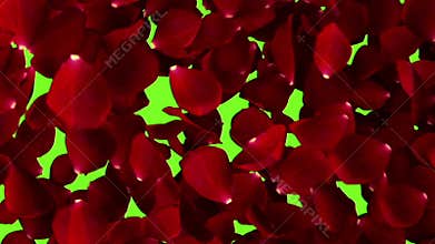 Rose petals flying with vortex with final textured petals background on chroma key, green screen background