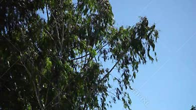 Windy weather forecast