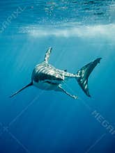 Great white shark fings and teeth in the blue ocean