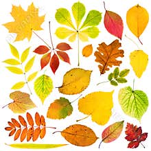 Autumn leaves
