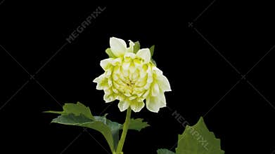 Dhalia flower blossom timelapse cut out