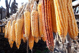 Autumn colored corn