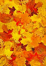 Carpet of leafs