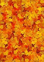 Carpet of leafs
