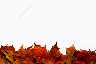 Leaf border