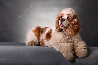 Cocker Spaniel