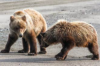 Two Brown Grizzly Bear Cubs Playing on Beach