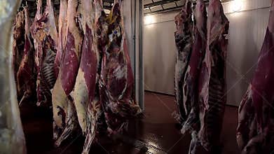 Raw meat hanging in a slaughterhouse