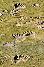 Alaska Brown Bear Tracks and Prints