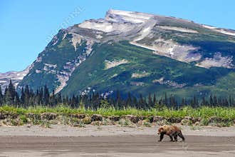 Slope Mountain Lake Clark Alaska Brown Bear