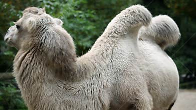 Shy animal camel posing to the camera in captivity in zoo.