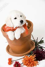 Golden retriever puppy
