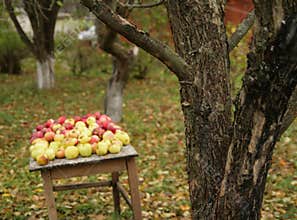 Apple crop
