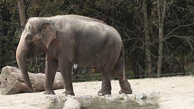 Wide angle shot of an animal elephant in captivita walking around in a zoo.
