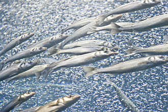 Fish school