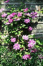 Pretty clematis growing up a wooden fence.