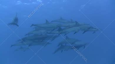 Dolphins underwater in the Red Sea