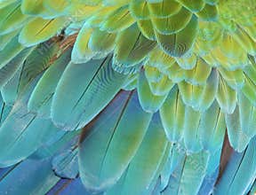 Macaw parrot