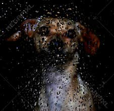 Silhouette dog