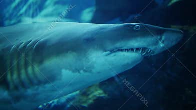 Shark in underwater Aquarium Dubai Mall