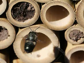 Mason Bee Approaching Nest