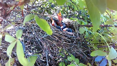 Baby birds in nest