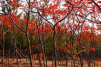 Forests