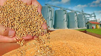 Wheat grain in a hand