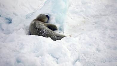 Newborn Seal Pup In Ice And Snow In Search Of Mom