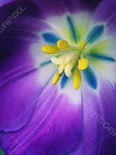 Ultra Bright Multi Colored Tulip
