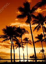 Tropical Sunset