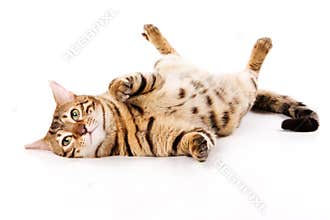 Bengal cat