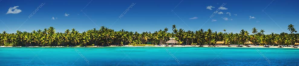 Panoramic view of Exotic Palm trees on the tropical beach