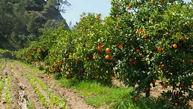 orange fruit at branch of tree, spring season, sunny day