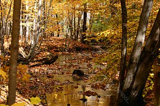 Golden Autumn Stream